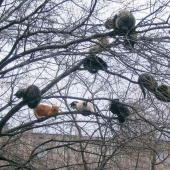 Spring is here — cats have arrived!