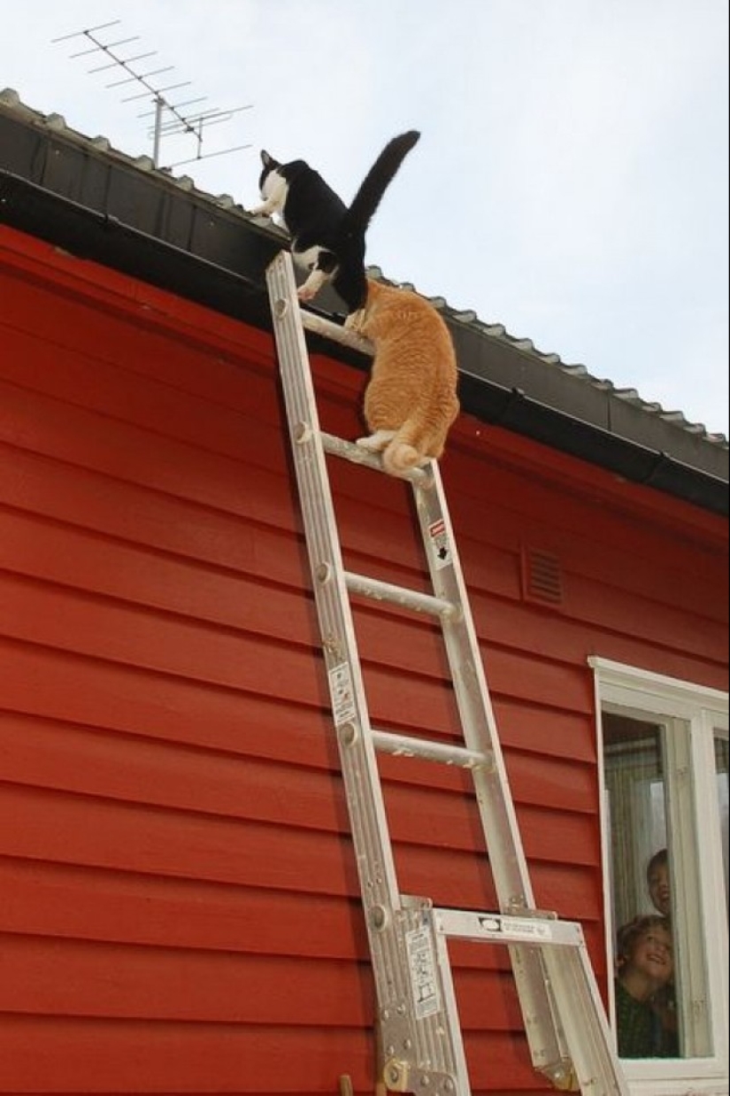 Spring is here — cats have arrived!