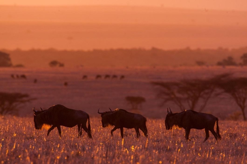 Stunning African sunsets by Paul Goldstein