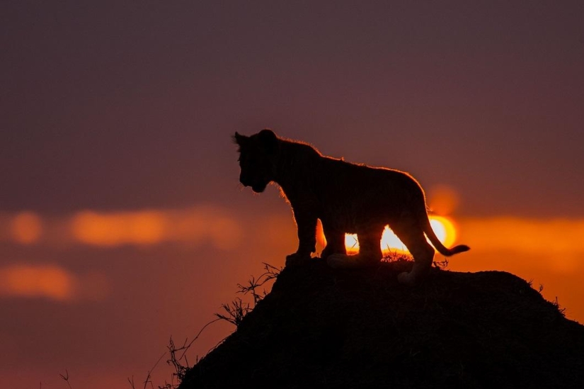 Stunning African sunsets by Paul Goldstein