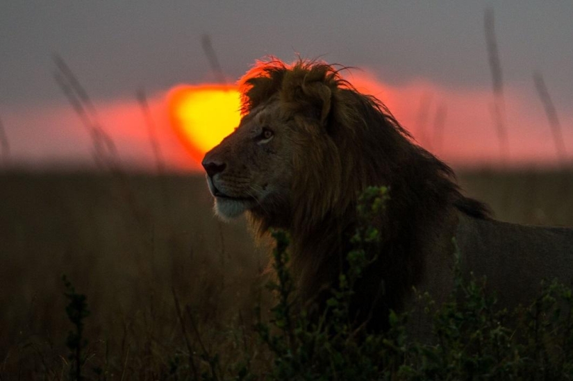 Stunning African sunsets by Paul Goldstein