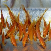 Stunning three-dimensional drawings by Japanese artist Ryusuke Fukahori