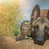 Such a sweet friendship of a dog and an owl