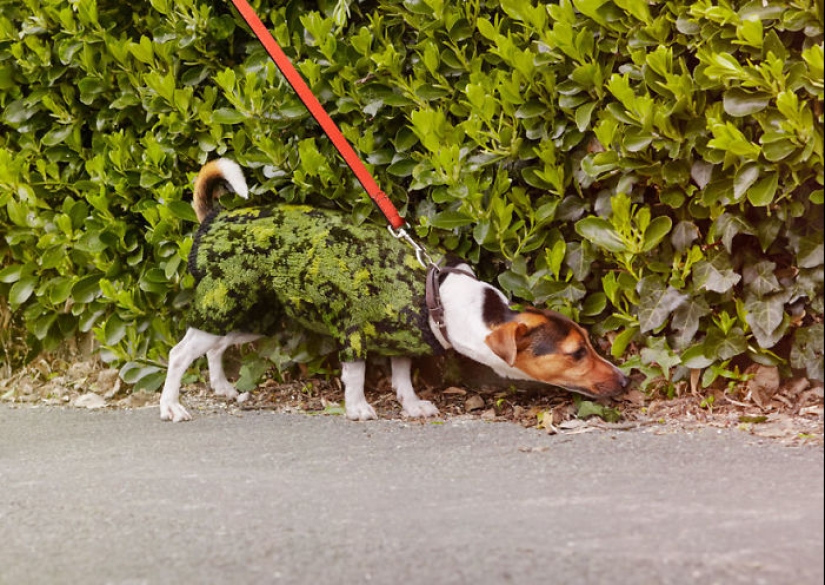 Suéteres para disimular lvl 80 Suéteres para disimular lvl 80