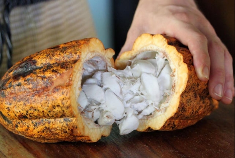 Take a look inside! 20 photos of items that are cut in half Take a look inside! 20 photos of items that are cut in half