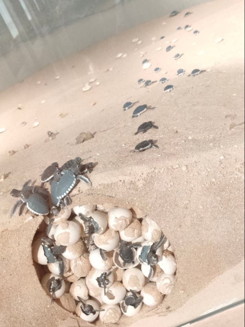 Take a look inside! 20 photos of items that are cut in half Take a look inside! 20 photos of items that are cut in half