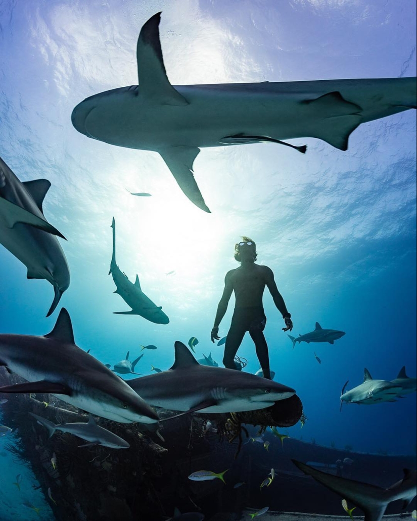 Talented photographer andré Musgrove makes an incredible underwater pictures