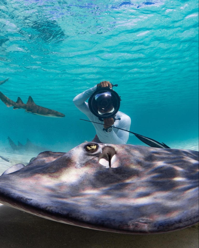 Talented photographer andré Musgrove makes an incredible underwater pictures