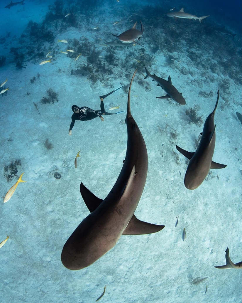 Talented photographer andré Musgrove makes an incredible underwater pictures
