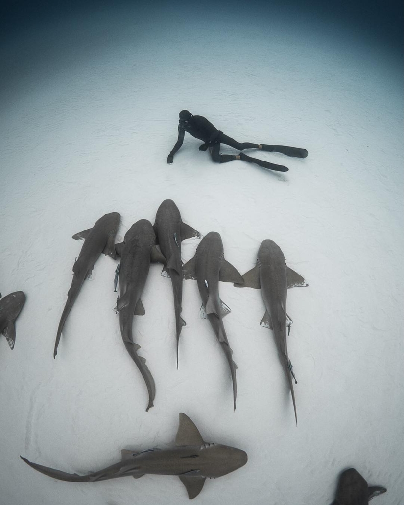 Talentoso fotógrafo andré Musgrove hace una increíble fotos bajo el agua