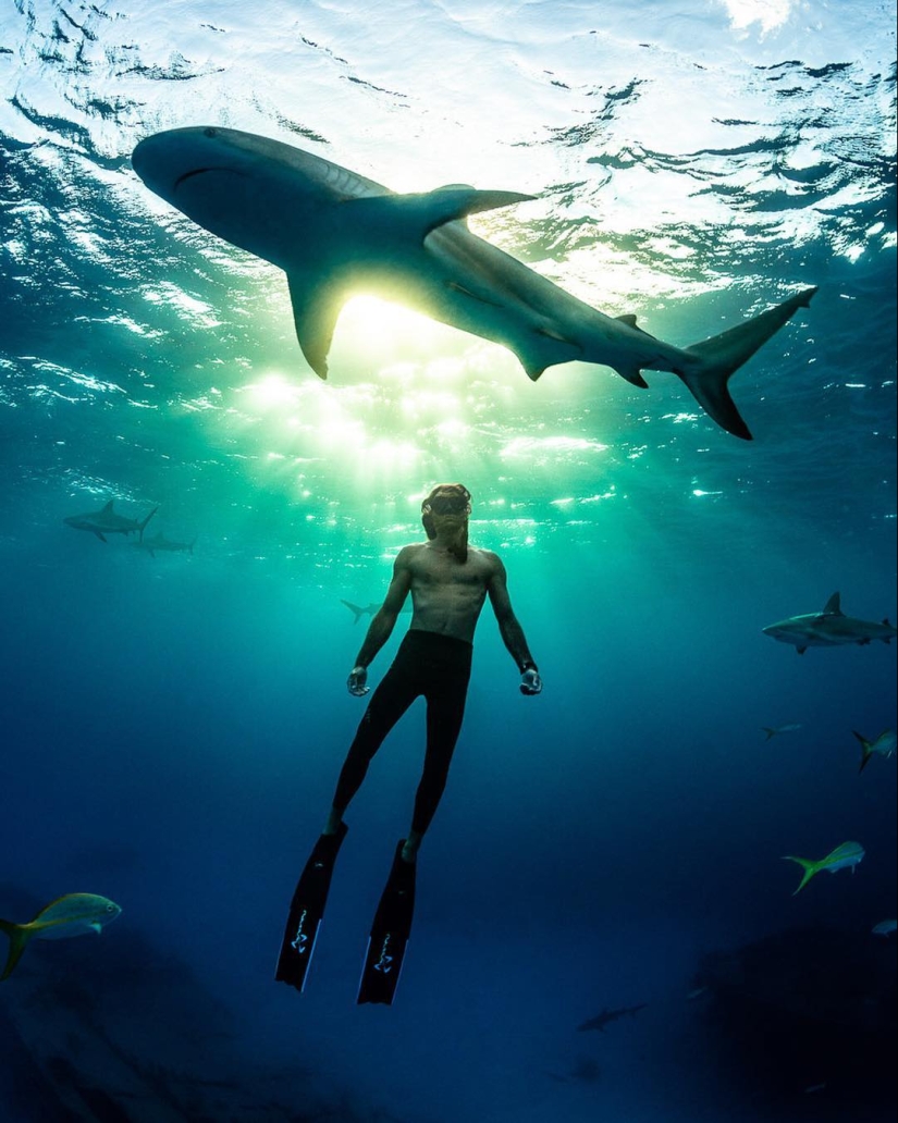 Talentoso fotógrafo andré Musgrove hace una increíble fotos bajo el agua