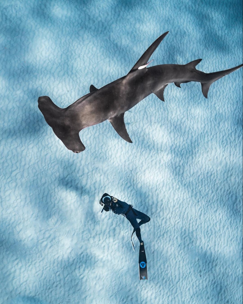 Talentoso fotógrafo andré Musgrove hace una increíble fotos bajo el agua