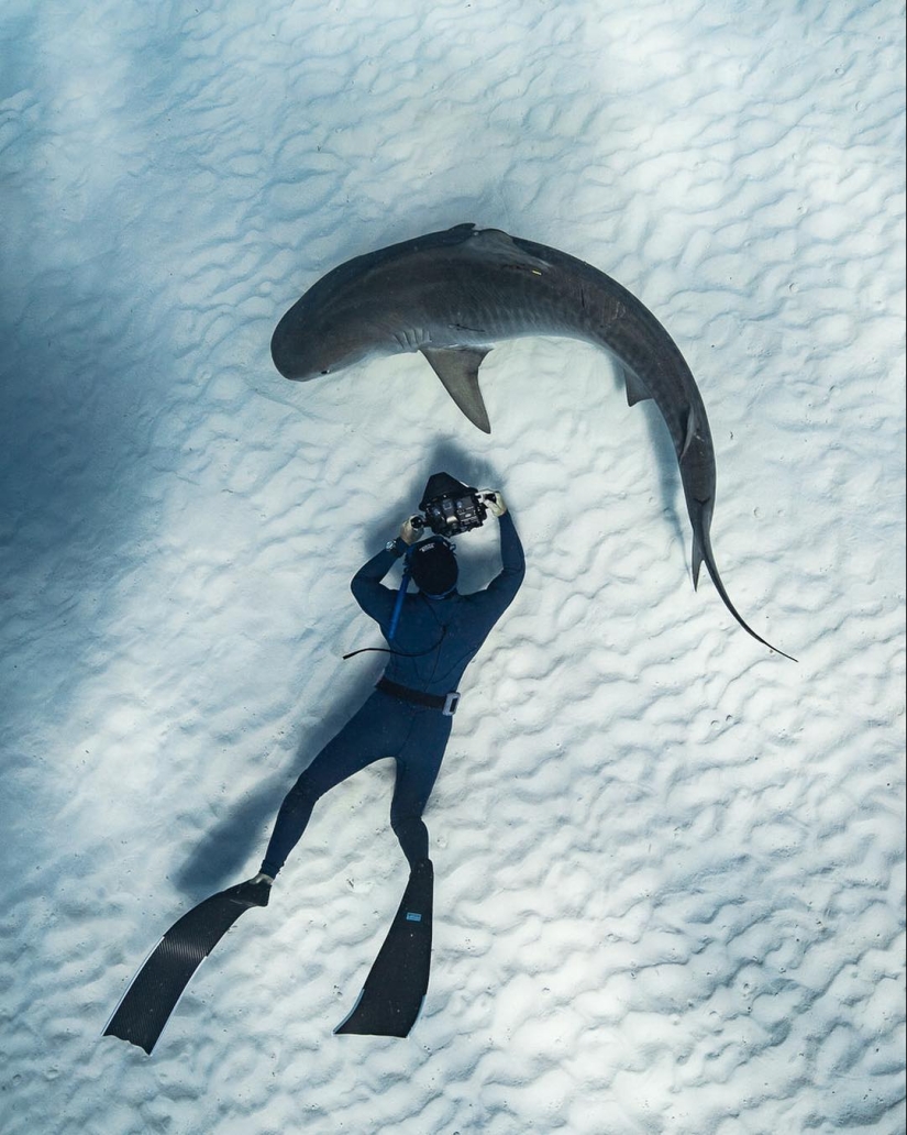 Talentoso fotógrafo andré Musgrove hace una increíble fotos bajo el agua