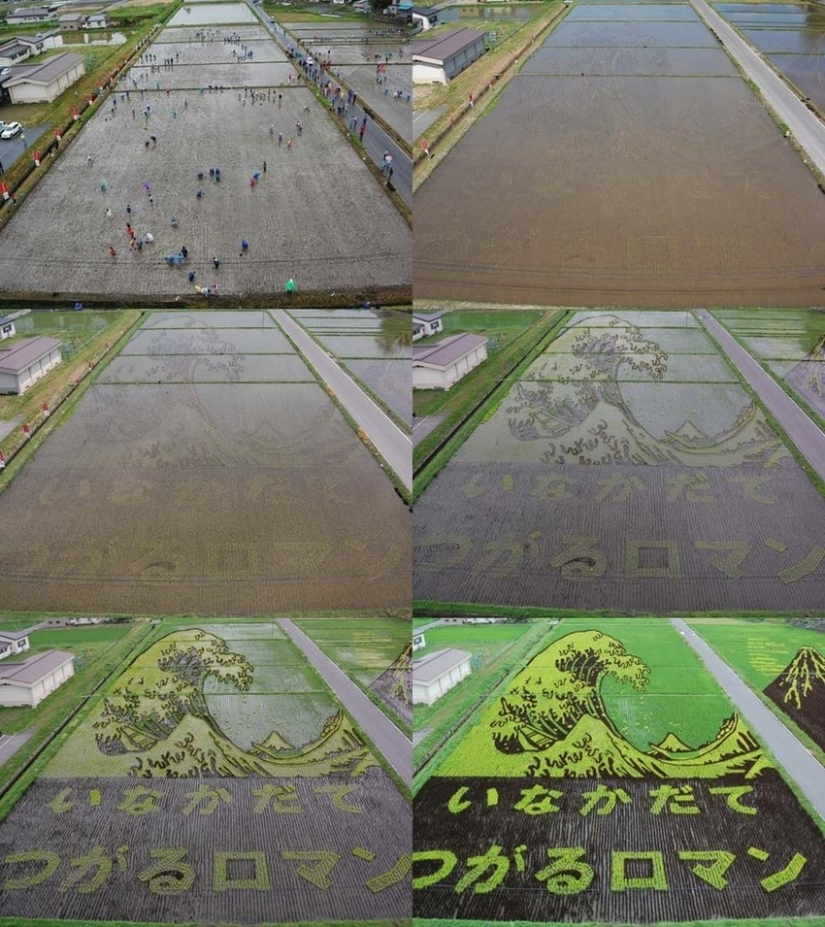 Tambo Art-incredible paintings in the rice fields of Japan Tambo Art-incredible paintings in the rice fields of Japan