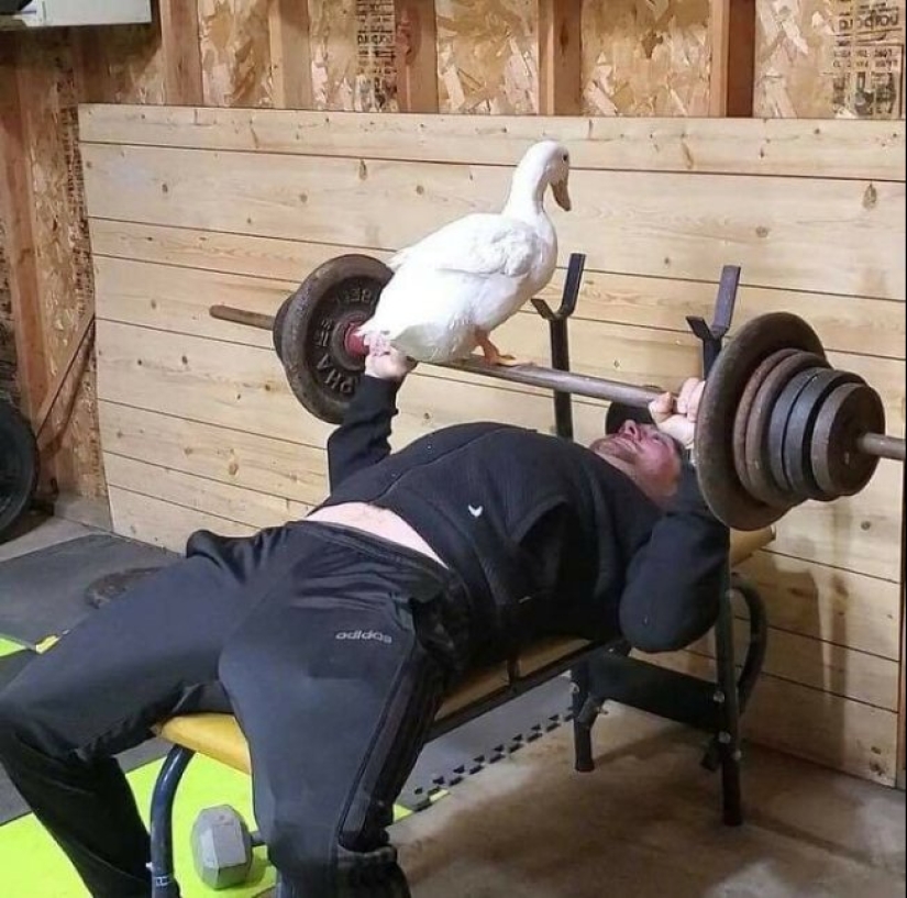 Tan diferente, pero tan similar: 22 fotos divertidas con animales