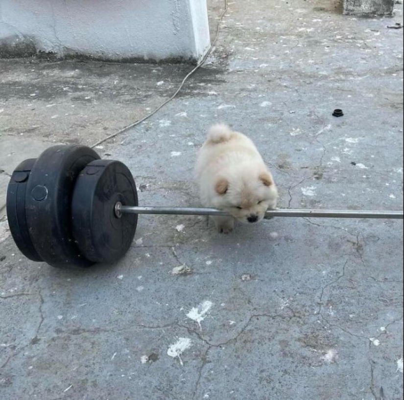 Tan diferente, pero tan similar: 22 fotos divertidas con animales