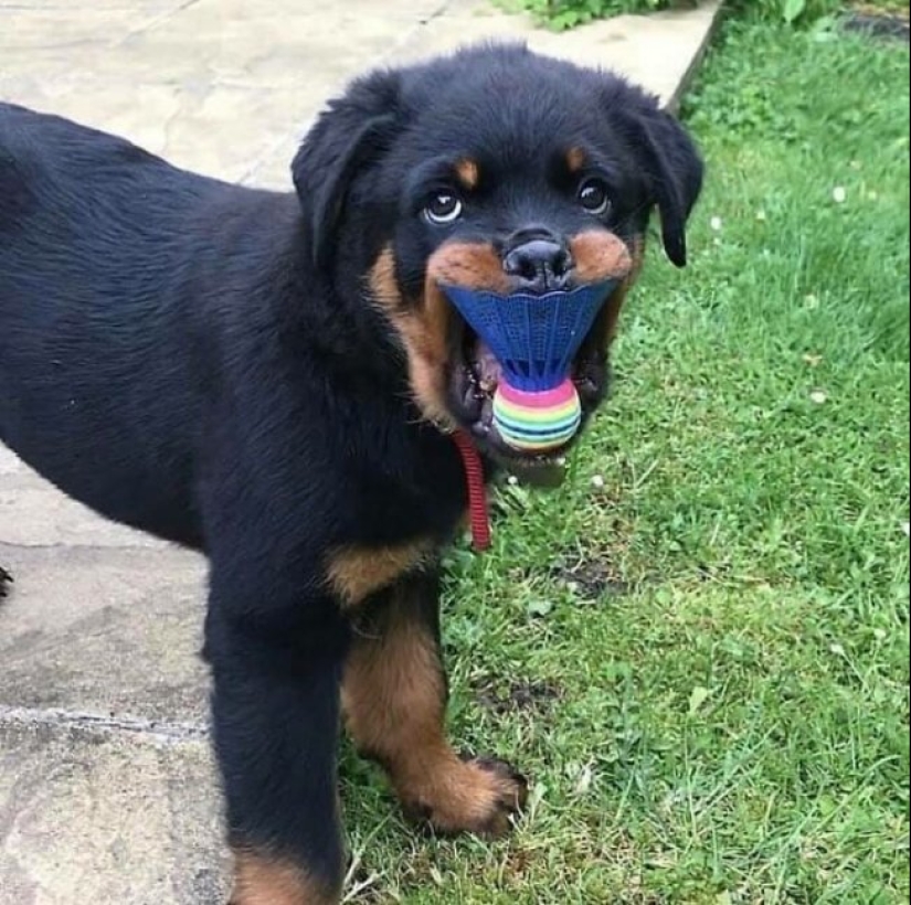 Tan diferente, pero tan similar: 22 fotos divertidas con animales