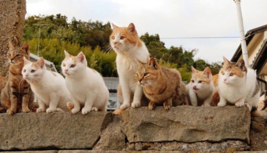 Tashiro-jima Island — how a small piece of land became a cat's paradise Tashiro-jima Island — how a small piece of land became a cat's paradise