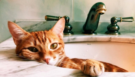 ¿Te gusta mirar? Por qué los gatos y los perros van al baño con nosotros