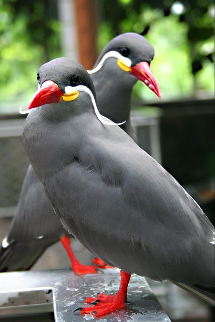 Tern-inca — a bird with a mustache