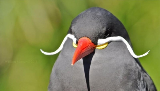 Tern-inca — a bird with a mustache