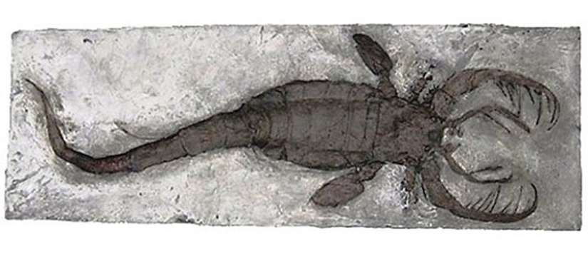 Thank God, they are extinct! 25 awful creatures who once inhabited Earth Thank God, they are extinct! 25 awful creatures who once inhabited Earth