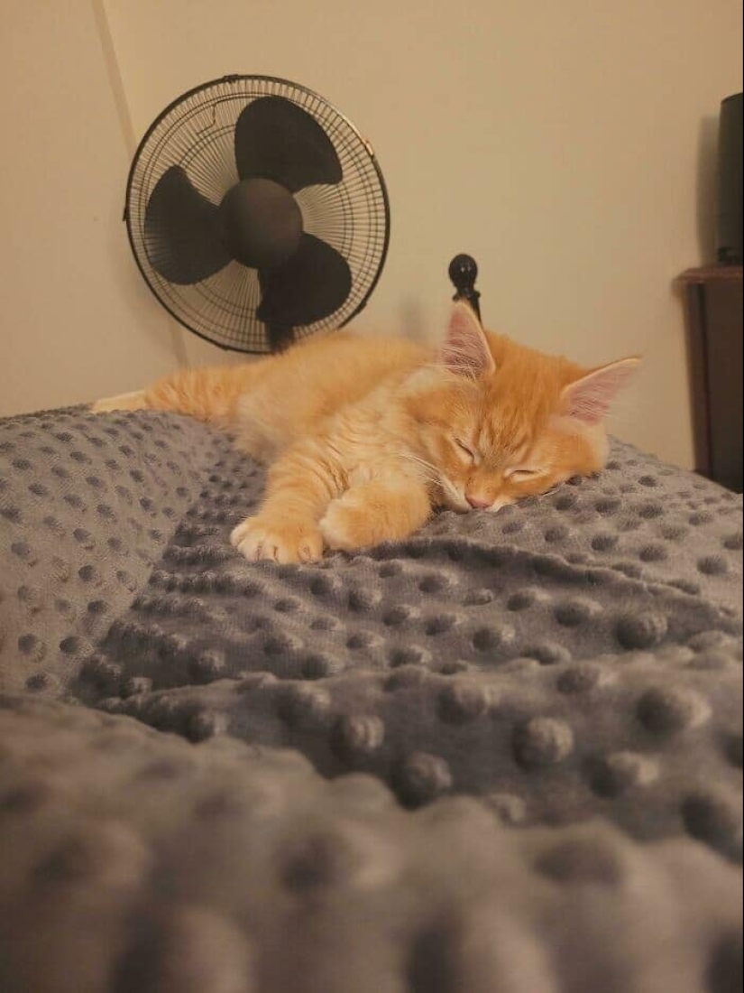 Thank you, people! 30 homeless animals who were given a new life Thank you, people! 30 homeless animals who were given a new life