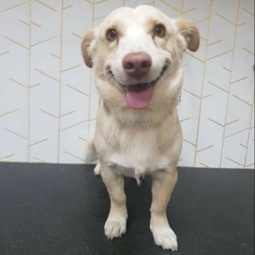 Thank you, people! 30 homeless animals who were given a new life Thank you, people! 30 homeless animals who were given a new life