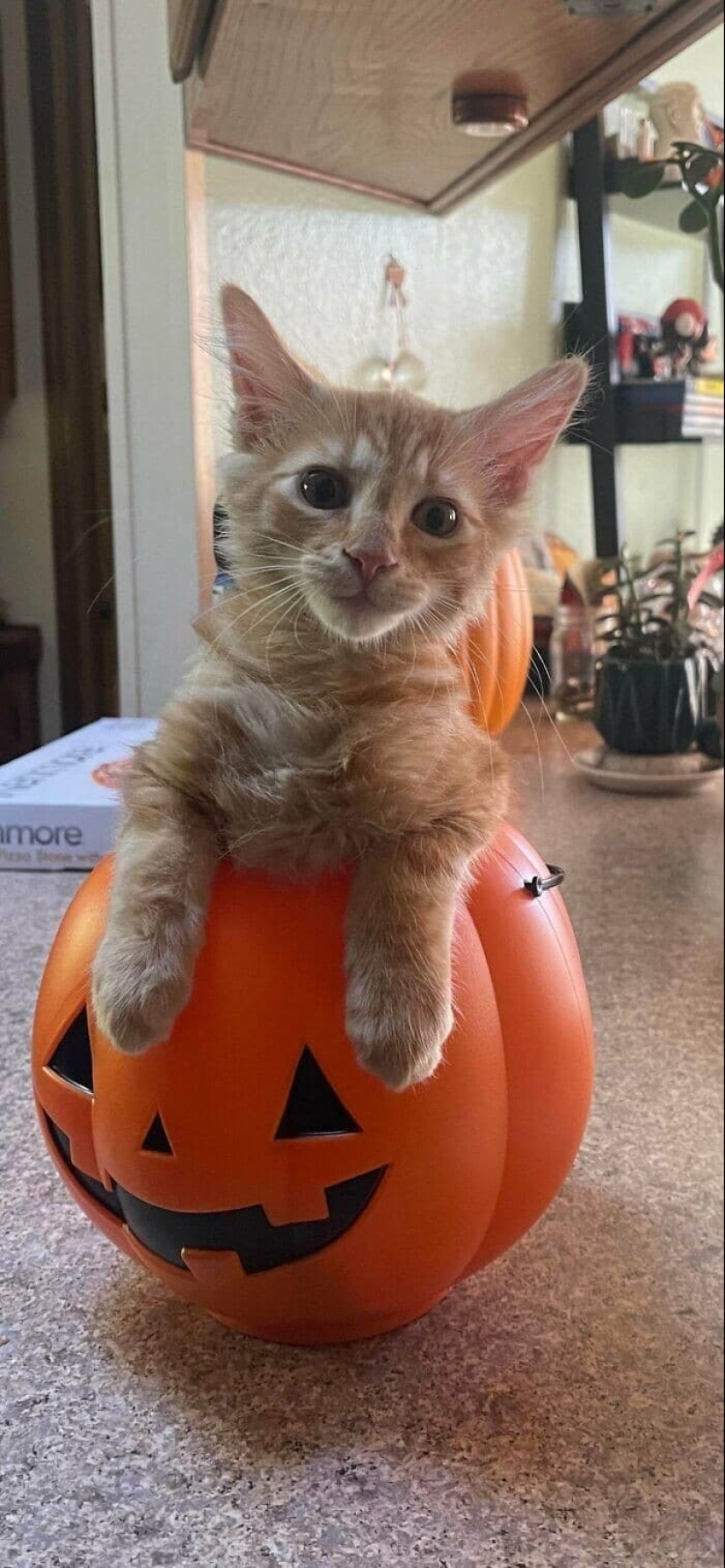 Thank you, people! 30 homeless animals who were given a new life Thank you, people! 30 homeless animals who were given a new life