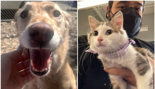 Thank you, people! 30 homeless animals who were given a new life