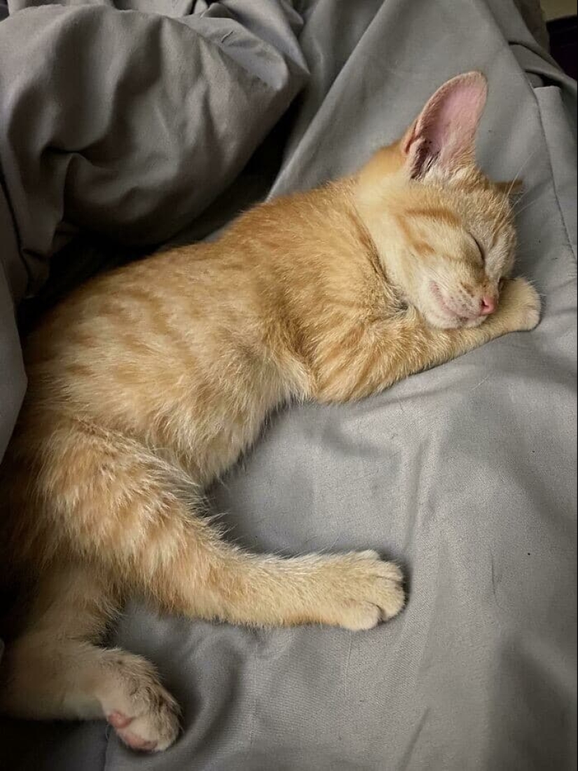 Thank you, people! 30 homeless animals who were given a new life Thank you, people! 30 homeless animals who were given a new life