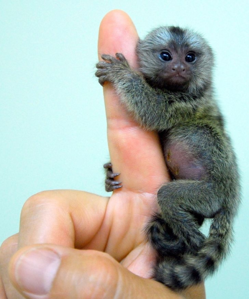 That's the size! 22 times when the actual dimensions were completely unexpected That's the size! 22 times when the actual dimensions were completely unexpected