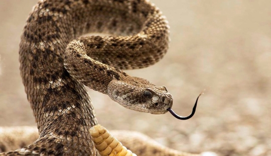 The 10 most common myths about snakes