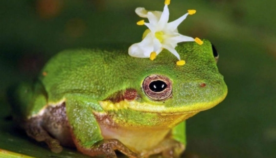 The 10 most powerful aphrodisiacs and their incredible stories The 10 most powerful aphrodisiacs and their incredible stories