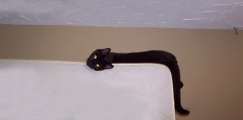 The 21 irrefutable argument in favor of the fact that animals are liquid The 21 irrefutable argument in favor of the fact that animals are liquid