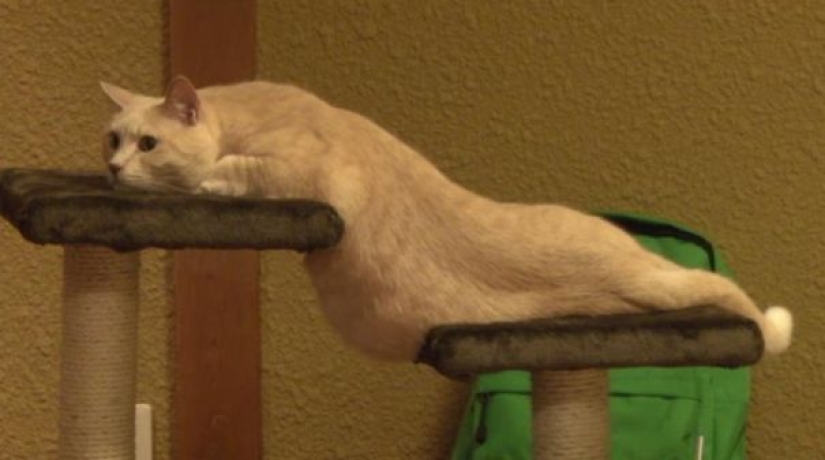 The 21 irrefutable argument in favor of the fact that animals are liquid The 21 irrefutable argument in favor of the fact that animals are liquid