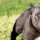The 25 most dangerous dog breeds