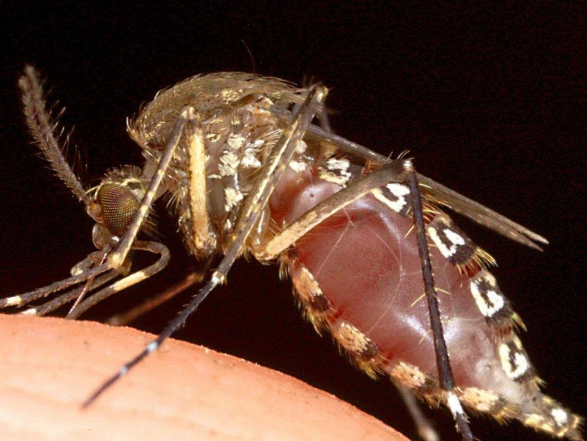 the 25 most dangerous insects on the planet