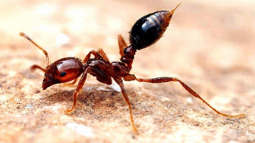 the 25 most dangerous insects on the planet