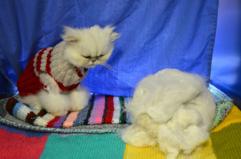 The 5 most ridiculous laws of the state of New York The 5 most ridiculous laws of the state of New York