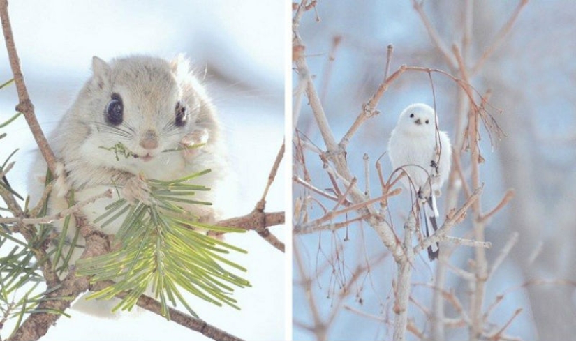 The 7 cutest animals from Hokkaido The 7 cutest animals from Hokkaido