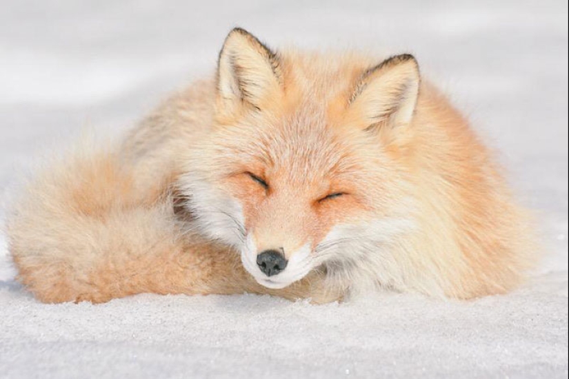 The 7 cutest animals from Hokkaido The 7 cutest animals from Hokkaido