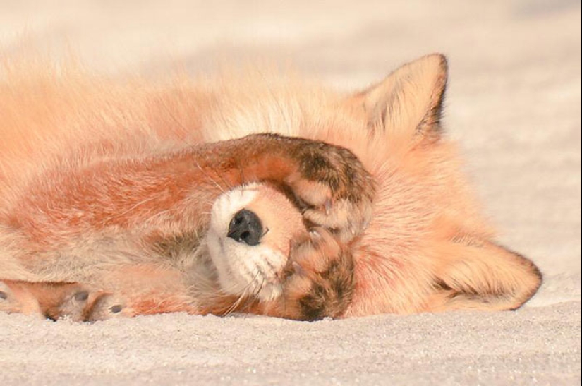 The 7 cutest animals from Hokkaido The 7 cutest animals from Hokkaido