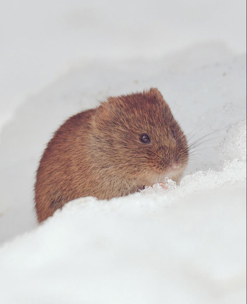The 7 cutest animals from Hokkaido The 7 cutest animals from Hokkaido