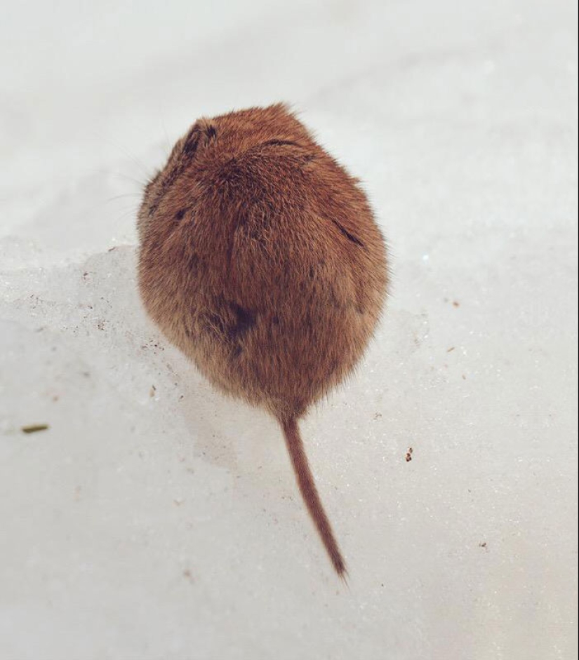 The 7 cutest animals from Hokkaido The 7 cutest animals from Hokkaido