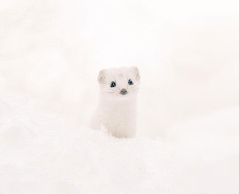 The 7 cutest animals from Hokkaido The 7 cutest animals from Hokkaido