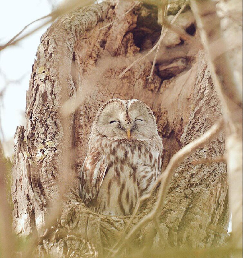 The 7 cutest animals from Hokkaido The 7 cutest animals from Hokkaido