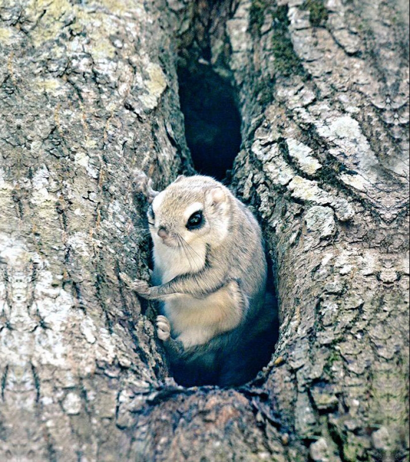 The 7 cutest animals from Hokkaido The 7 cutest animals from Hokkaido