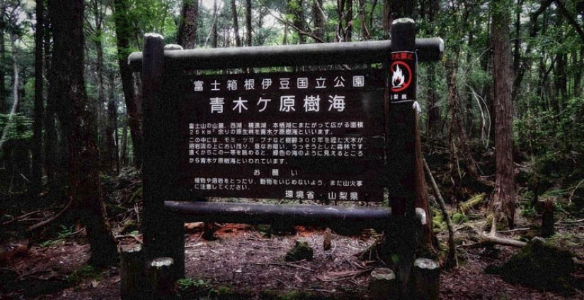 the 7 scariest forests on the planet