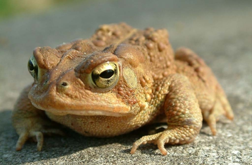 The adults lied to us! 10 childhood myths that turned out to be untrue The adults lied to us! 10 childhood myths that turned out to be untrue